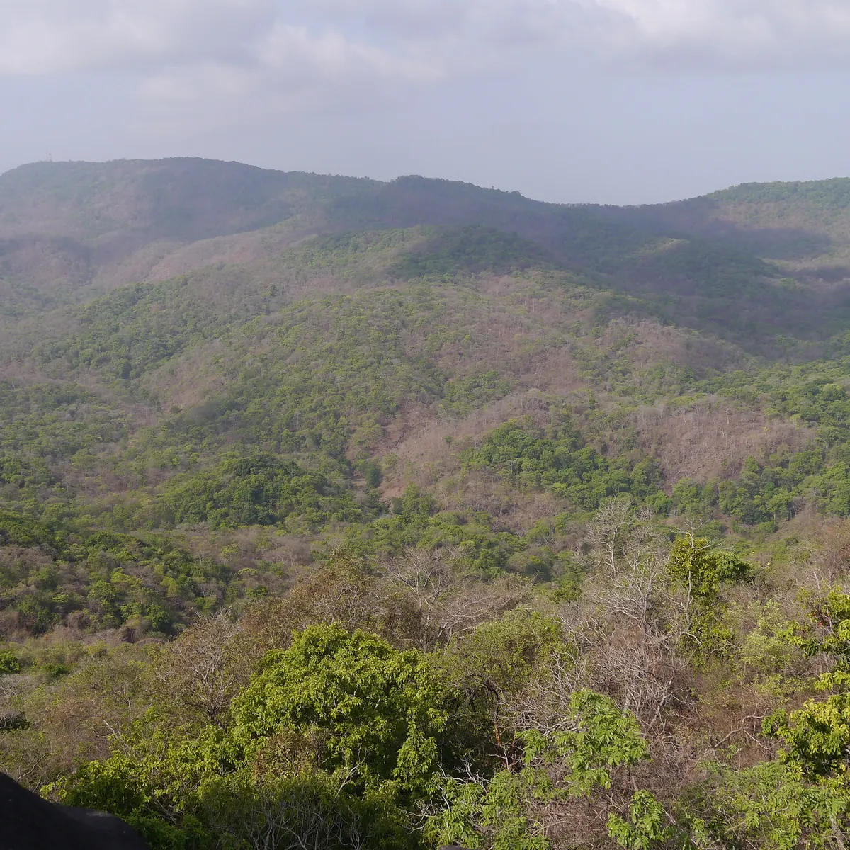 Thane mein Mrudu Point se dikhai dene wali jungle se bhare Yeoor Hills